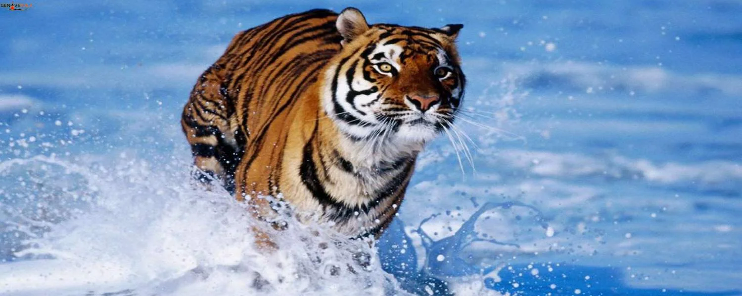 کیفیت تصویر 4K تلویزیون سامسونگ QN95D