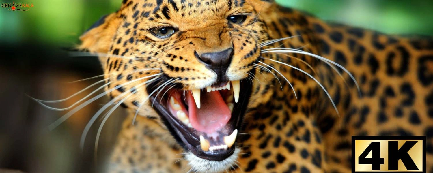 کیفیت تصویر 4K تلویزیون ال جی UR78066